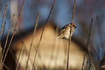 Sparrow on a branch on a city street
