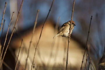 sparrow on a branch