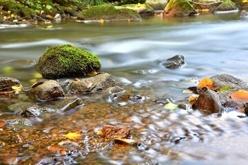Naklejka premium View of a flowing forest stream in autumn