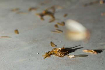 Larons, winged termites (isoptera), on a tiled floor, at night. selective focus