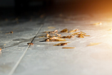 termites or moths on the floor appear when there is light at night