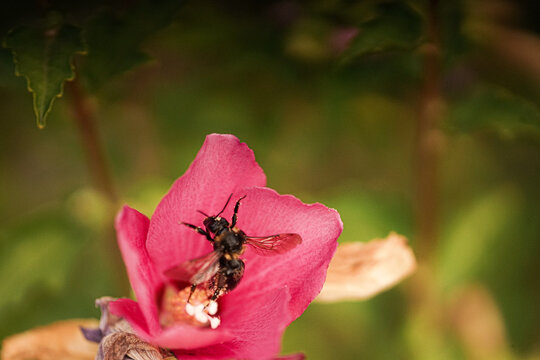 Photo of a small bee pollinating a flower