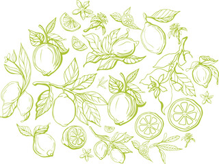 Hand drawn lemon set on yellow background. Outline whole citrus with peel and natural fruites into different pieces and circle slices,  branch of blossom and leaves. Vintage postcard with lemons.