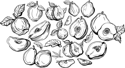 Isolated vector set of quince, fruit, quince fruits, twigs with leaves on a white and yellow background. Lemon color. Vector template design. Hand drawn fruits illustrations. Exotic fruits. Tea.