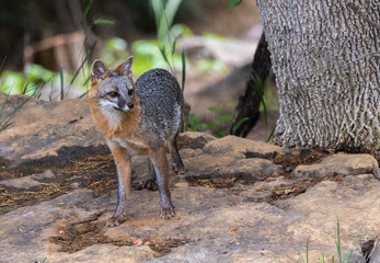 An adult Gray Fox poses nicely for the photographer.