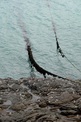 Obraz premium Amarres de bateau couvertes d'algues en Bretagne