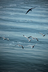 Witness breathtaking ocean views with seagulls in flight on the Naf River while cruising. ‍St. Martin Island, Bangladesh