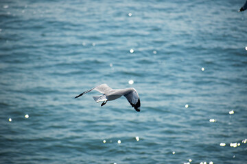 Witness breathtaking ocean views with seagulls in flight on the Naf River while cruising. ‍St. Martin Island, Bangladesh