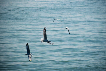 Witness breathtaking ocean views with seagulls in flight on the Naf River while cruising. ‍St. Martin Island, Bangladesh