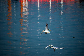 Witness breathtaking ocean views with seagulls in flight on the Naf River while cruising. ‍St. Martin Island, Bangladesh