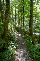 Calm and relaxing scenery: Hiking trail at idyllic crystal clear water mountain stream in amazing landscape. Hundsbachfall near Eibenboden in Ötscherland in Lower Austria