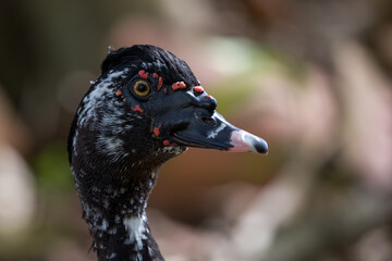 Black Muscovy Duck (Cairina moschata) close up.