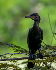 Neotropic Cormorant (Nannopterum brasilianum) perched.