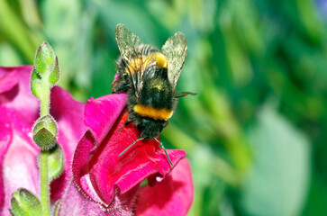 A bumblebee on a red flour in the garden