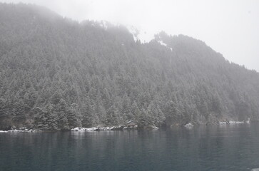 Snowy Mountainside Trees