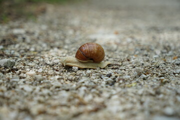 Brown and grey snail on gravel road in Austria