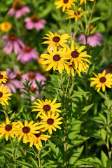 Yellow Daisy Wildflowers