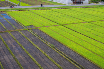 Farmer are working in the farm