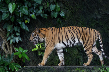 Close up Indochinese tiger is beautiful animal and dangerous in forest