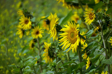 Bee on a sunflower