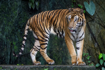 Close up Indochinese tiger is beautiful animal and dangerous in forest