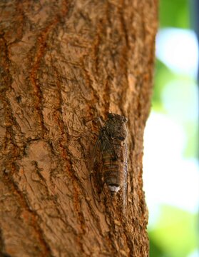 balm cricket (cicada) in old olive tree in Greece