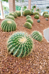 Fototapeta na wymiar Cactus on the ground.
