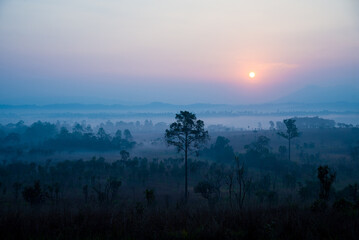  The Savanna Of Thailand.Tung Salang Luang, This meadow Is The Only One In Thailand That have animals in savannah at dawn time