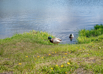 Ducks Ashore