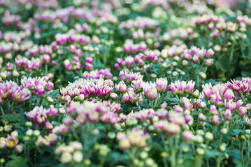 Selective focus close up Photo of beautiful chrysanthemum flowers over green foliage background. side view.