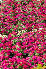Selective focus close up Photo of beautiful chrysanthemum flowers over green foliage background. Top view.