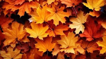 Naklejka na ściany i meble Autumn Leaves: Banner Backdrop in a Space of Seasonal Splendor - AI Generative