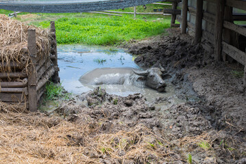 Buffalo relaxes in a mud.