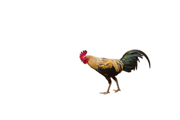 rooster kind ( Gallus gallus domesticus )