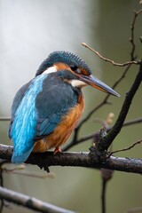 kingfisher on branch