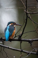 kingfisher on branch