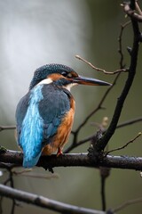 kingfisher on branch