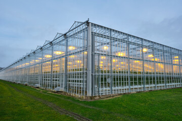 Illuminated industrial greenhouse with yellow lights growing tomato plants under a cloudy sky in winter. Concept of industrial food production
