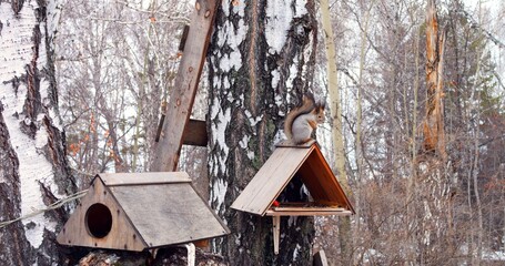 Squirrel in winter forest feeding from a bird feeder. Agile squirrel enjoys meal in snowy woods, frequently visiting feeder. Perfect for nature-themed projects, showcasing squirrel's winter habits.
