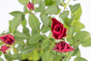 The beautiful young red roses with green leaves on the white background.
