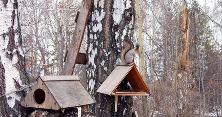Squirrel in winter forest feeding from a bird feeder. Agile squirrel enjoys meal in snowy woods,...