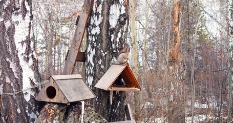 Squirrel in winter forest feeding from a bird feeder. Agile squirrel enjoys meal in snowy woods,...