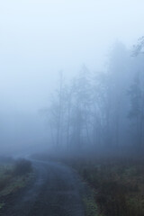 A road winding through a dark, foggy forest.