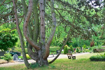 tree in the cemetery park