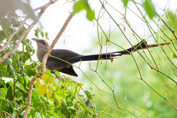 Beautiful of Green billed Malkoha (Phaenicophaeus tristis) in tropical forest Thailand