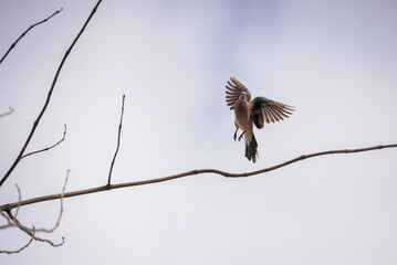 The dove fly on a branch in winter