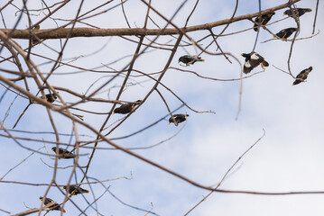 Common Mynas Bird Perched On Tree Branch
