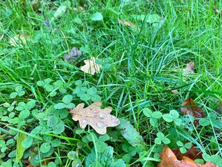 brown leafs in the grass water drops