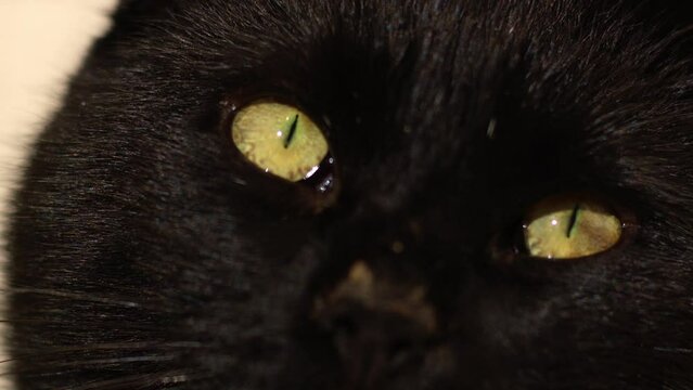 Content Male Black cat looks into camera 