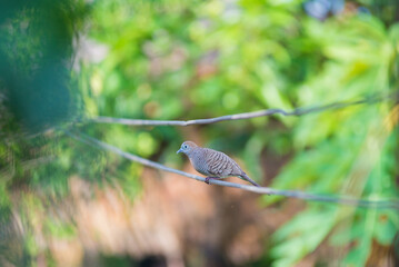 spotted dove sitting on electric wire in the city